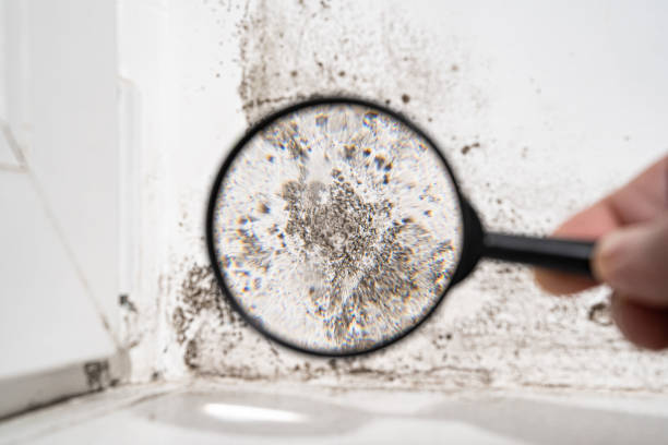 Environmental Consulting for Mold Prevention in Trumann, AR